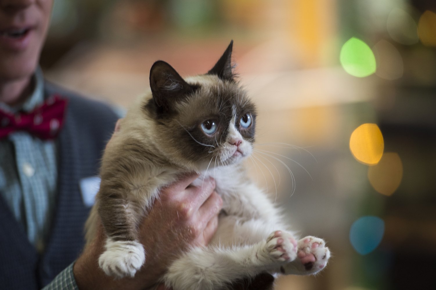 Grumpy Cat