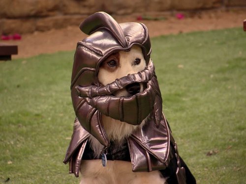 Stan the dog