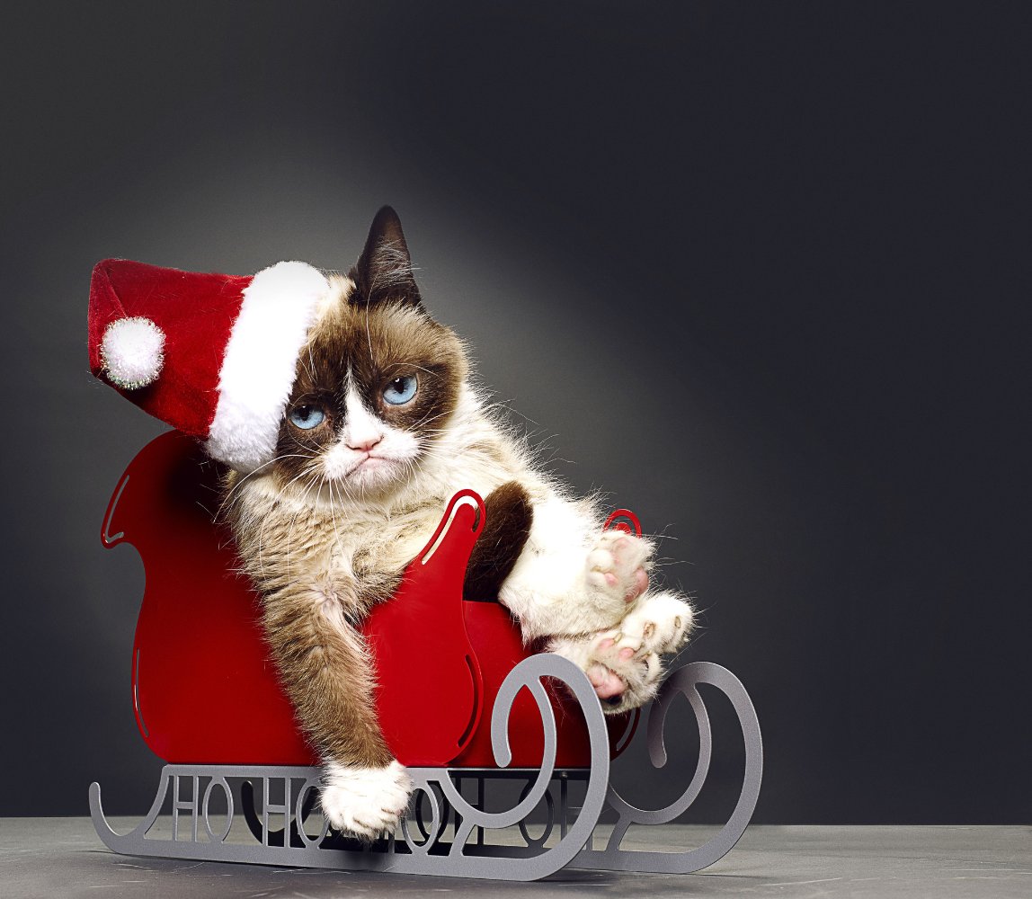 Grumpy Cat
