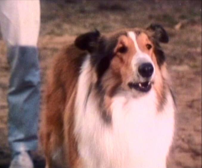 All About Celebrity Lassie Watch List Of Movies Online Whose Line Is It Anyway Season 14 
