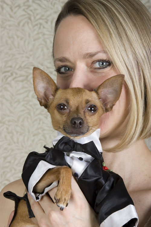 Eli the Chihuahua