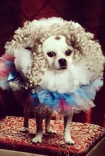 Mayor Cutie