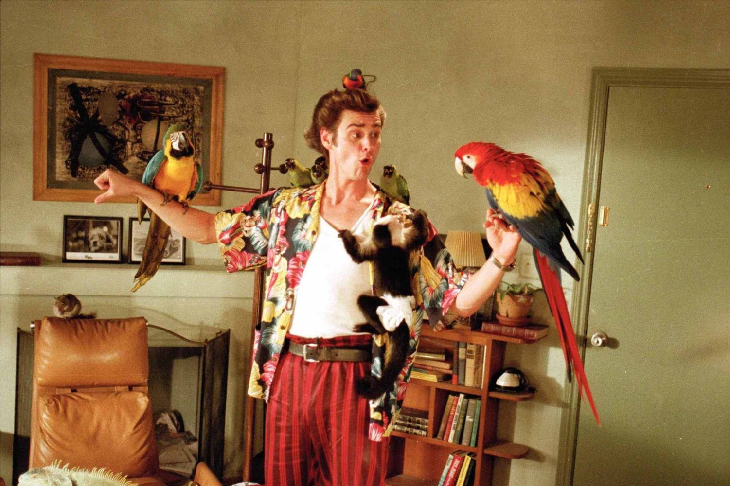 vandring fordøje Brawl Watch Movies and TV Shows with character Ace Ventura for free! List of  Movies: Ace Ventura When Nature Calls, Ace Ventura: Pet Detective