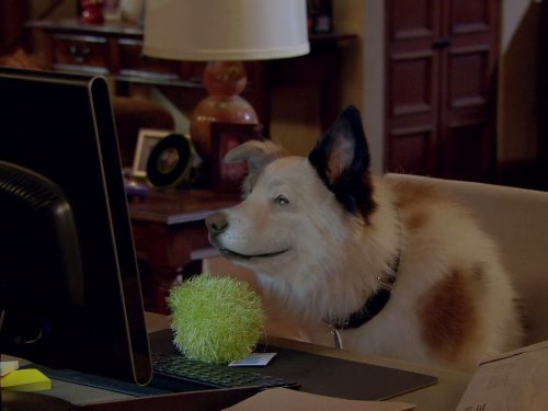 Stan the dog