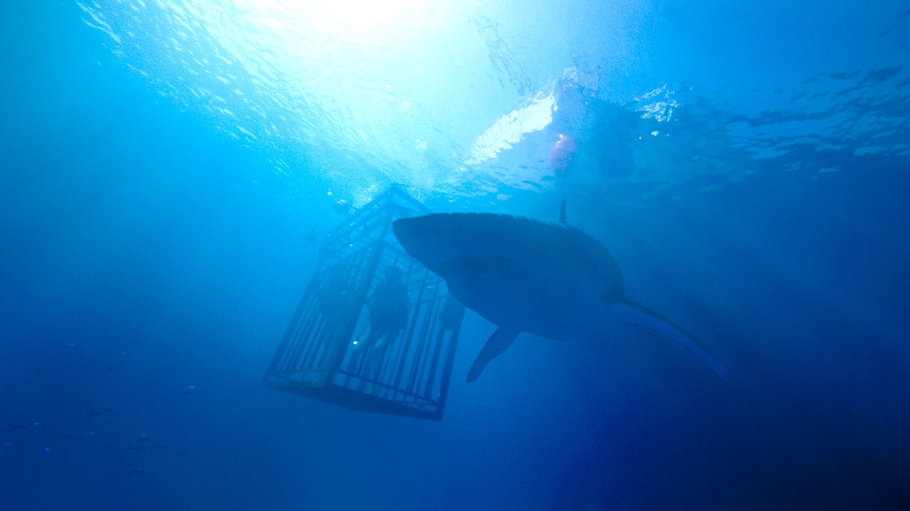 Kate
