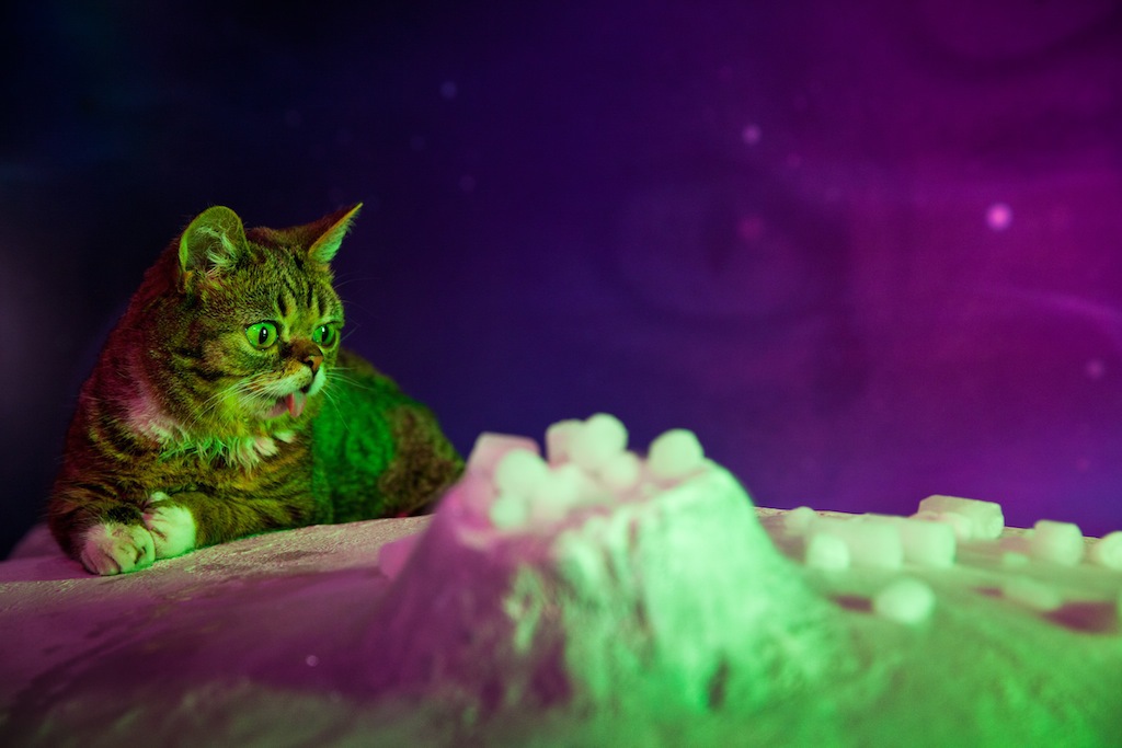 Lil Bub