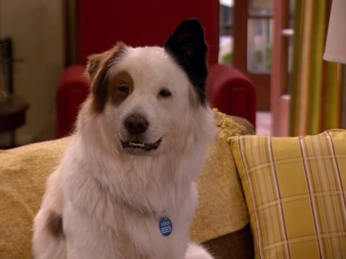Stan the dog