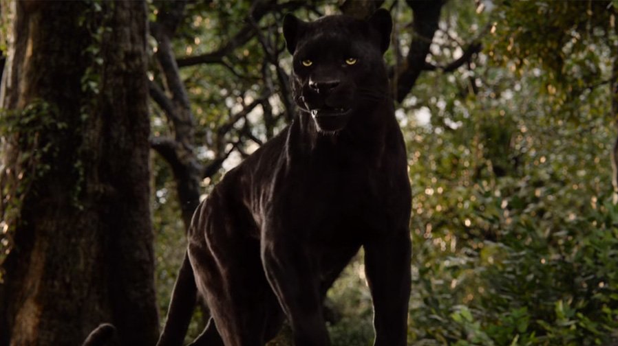 Bagheera