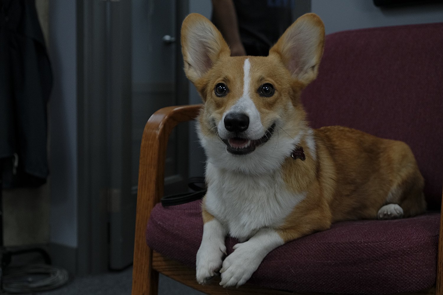 Rapunzel the Corgi