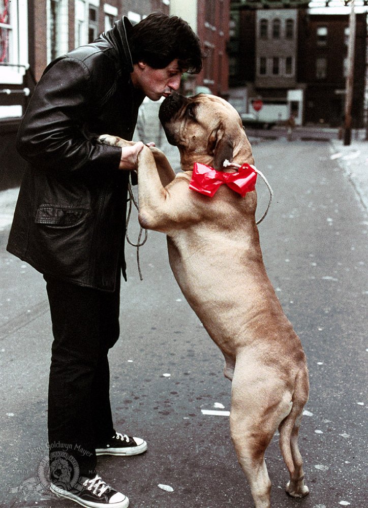 Butkus Stallone