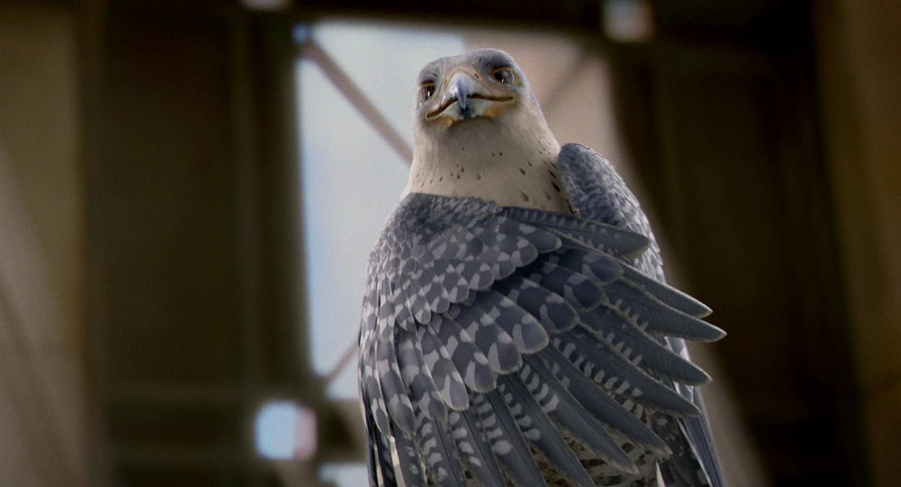 Falcon