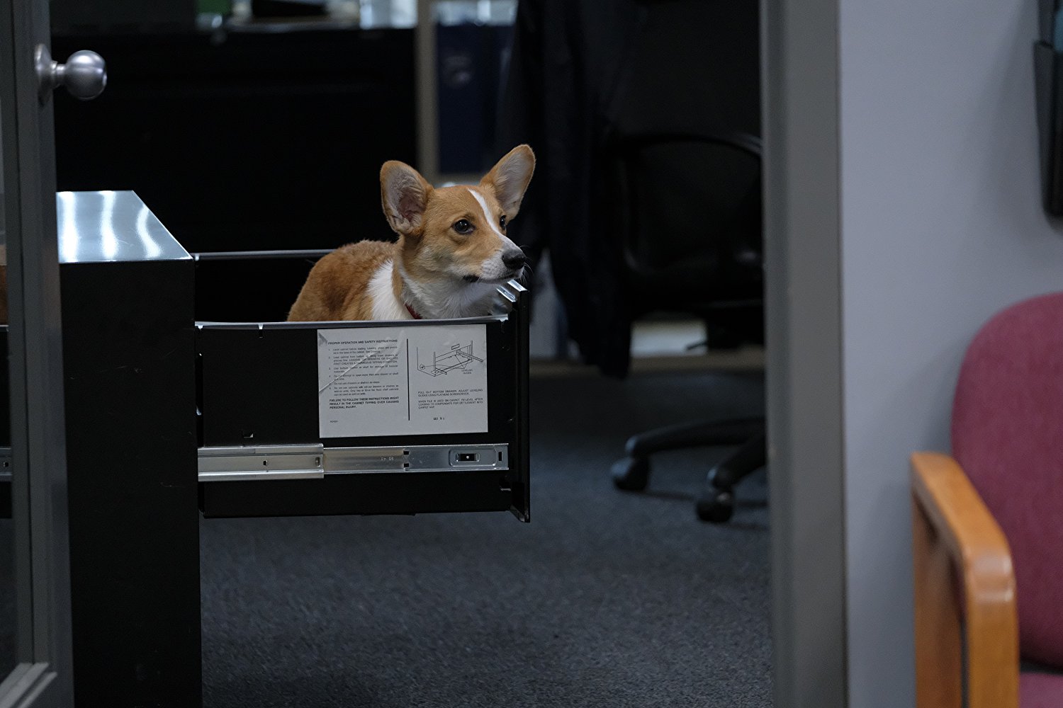 Rapunzel the Corgi