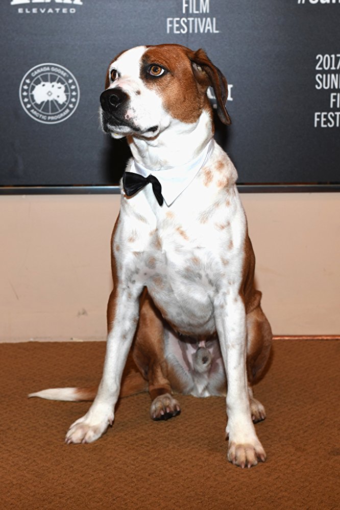 Ned the Dog