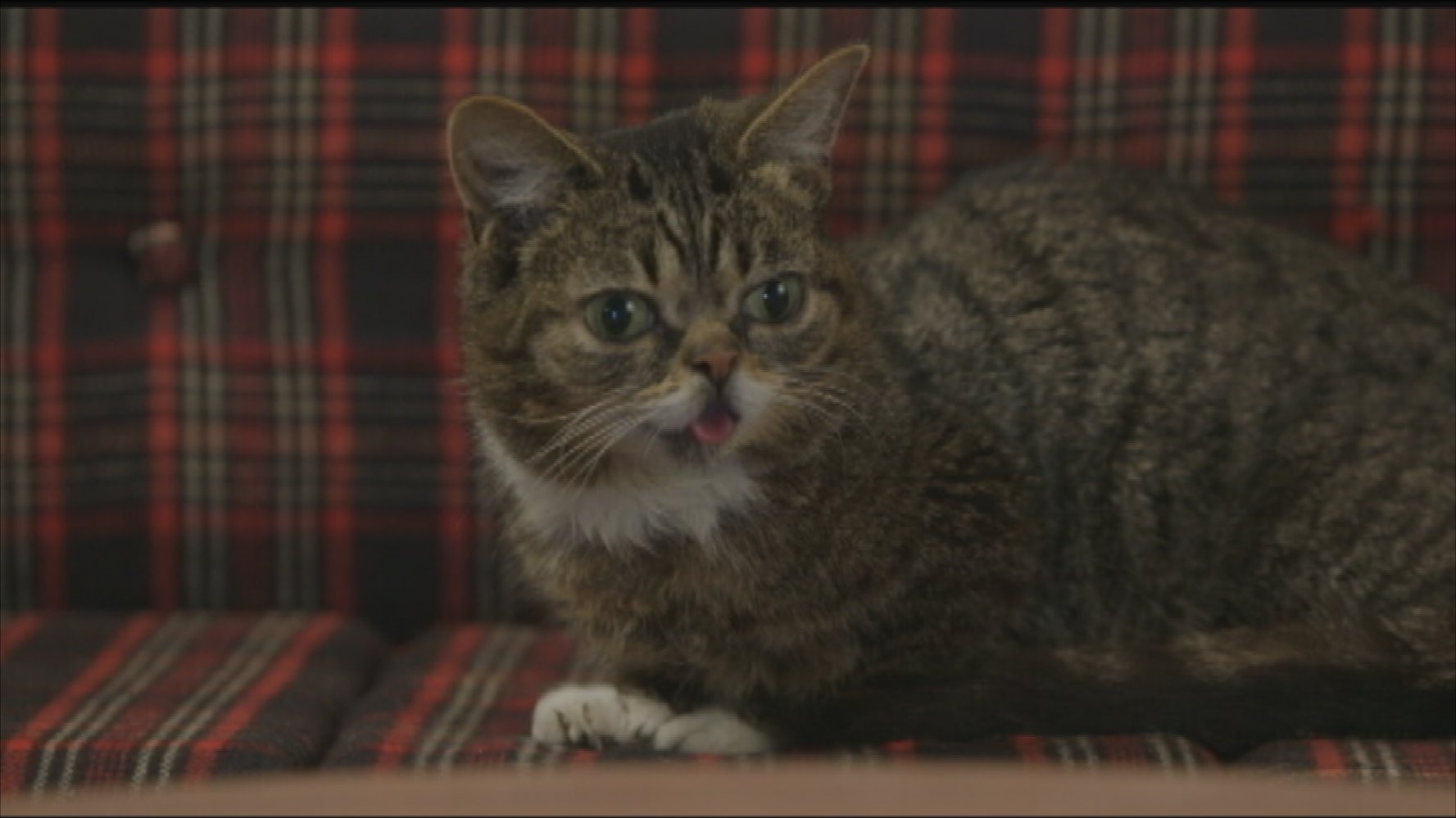 Lil Bub