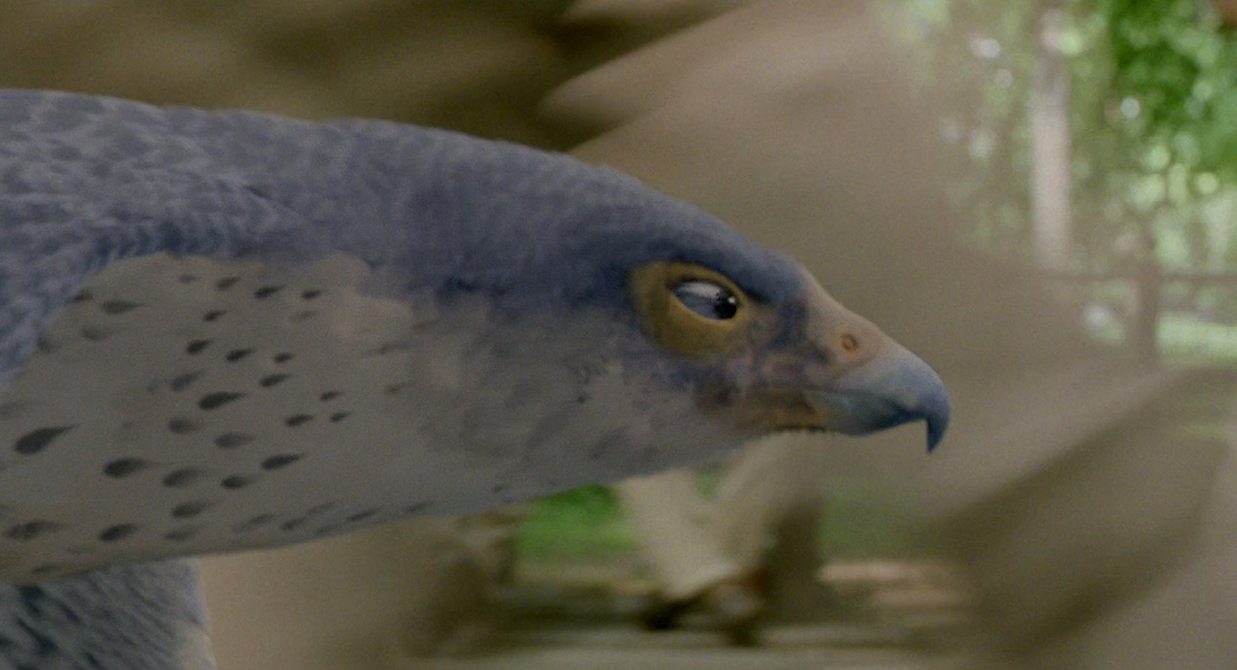 Falcon
