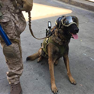 Cerberus