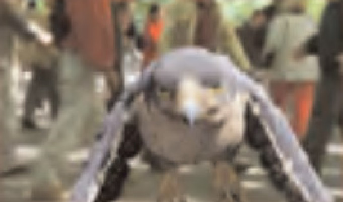 Falcon