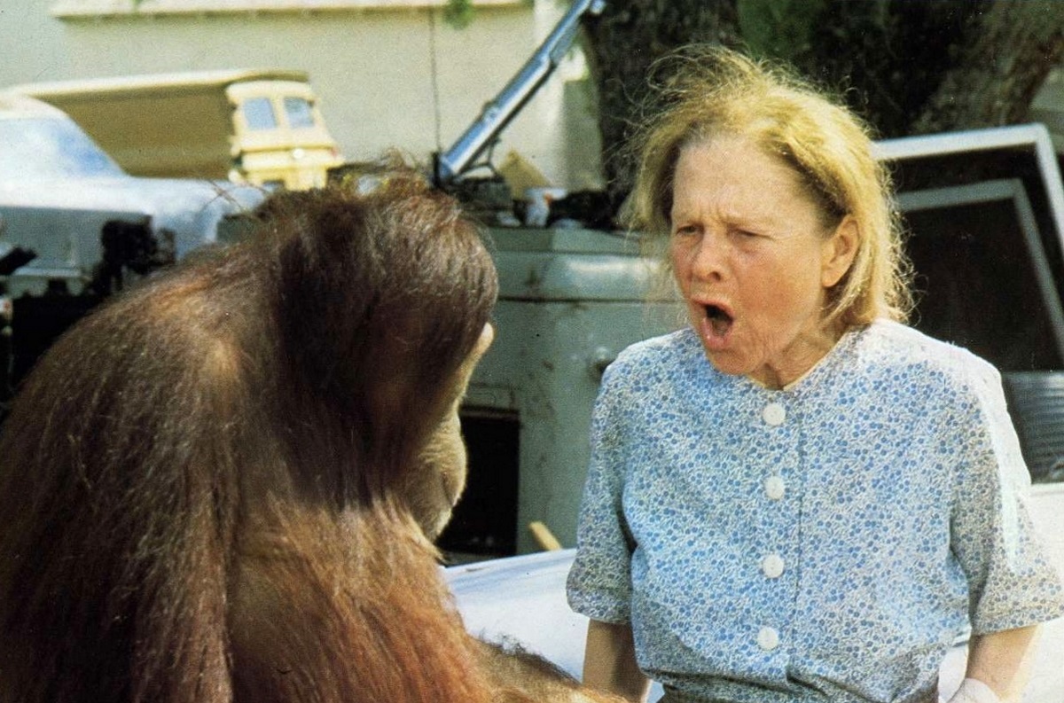 Manis the Orangutan