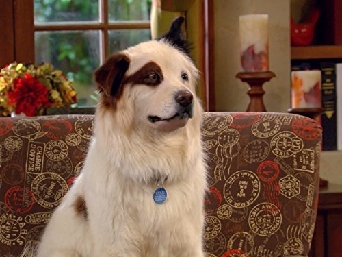 Stan the dog
