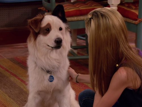 Stan the dog