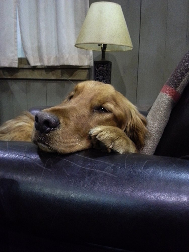 Ned the Dog